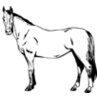 HORSE025
