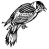 BIRD022
