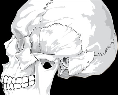 liftarn Human skull  side view 